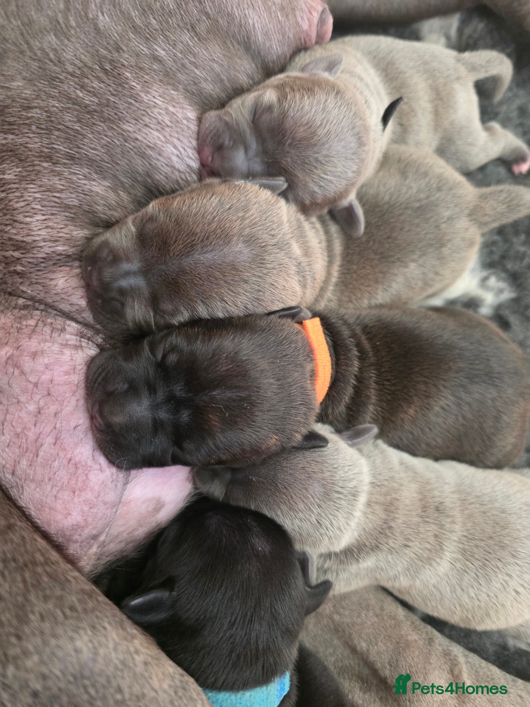 Staffordshire Bull Terrier dogs for sale: Stunning KC Staffs Very Unique colours - Image 2