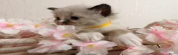 Ragdoll cats for sale: 10 Stunning Ragdoll Kittens available 🐾 in Henfield - Advert 11