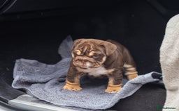 English Bulldog dogs for sale: Top quality English bulldog KC REG - Image 9