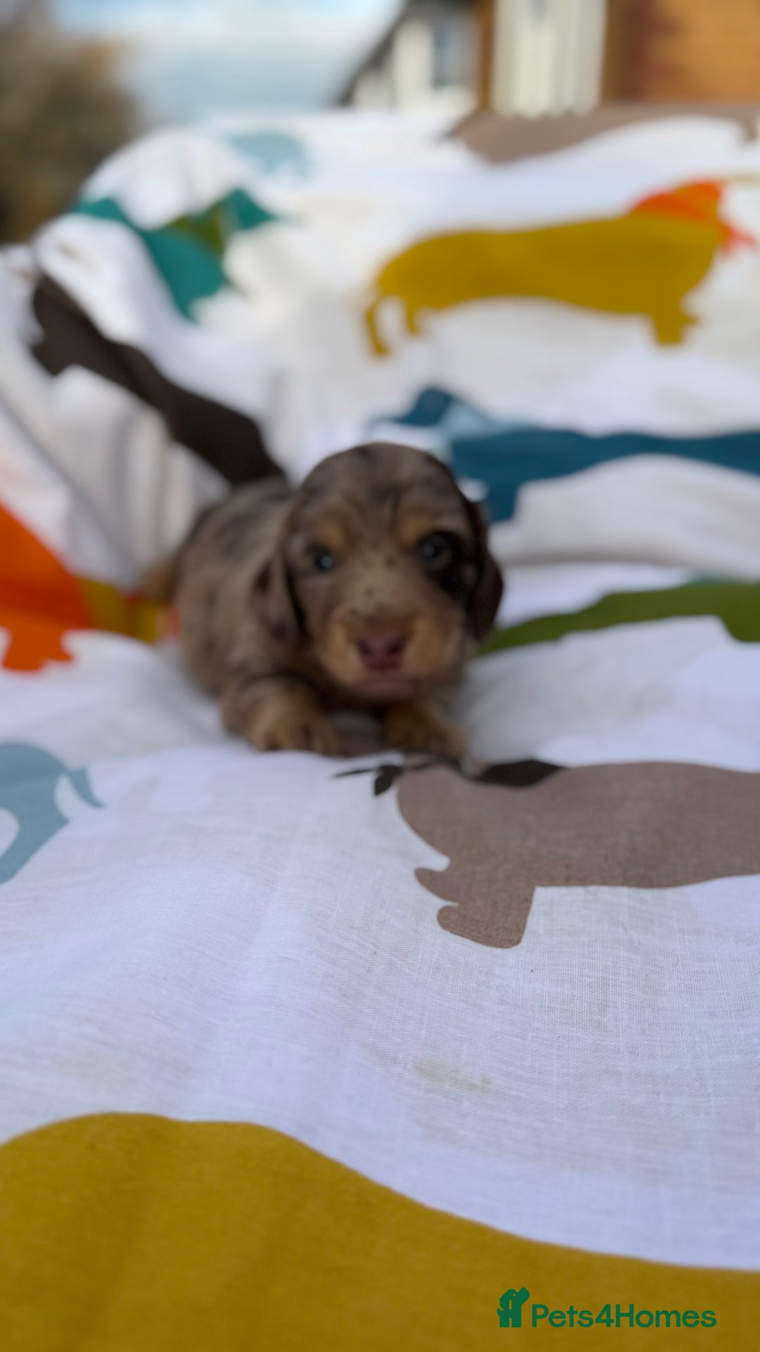 Dachshund dogs for sale: Lovely mini Dachshund puppies  - Advert 7