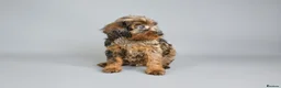 Cavapoo dogs for sale: Cavapoo puppies for sale  - Advert 26
