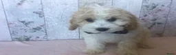Cavapoo dogs for sale: Adorable Cockalierpoo pups ( so cute) - Advert 8
