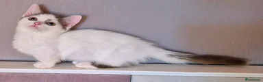 Short legs Munchkin boy 