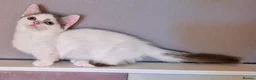 Munchkin cats for sale: Beautiful Munchkin kittens  - Advert 18