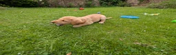 Labrador Retriever dogs for sale: Golden Yellow Lab pups in York - Advert 6