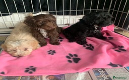 Cockapoo dogs for sale: Cockapoo puppies ready now - Image 10