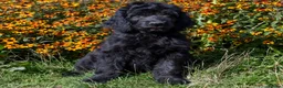 Goldendoodle dogs for sale: F1 Standard Goldendoodle Boy Ready Now  - Advert 6