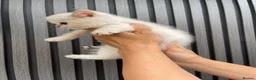 Scottish Fold cats for sale: SCOTTISH FOLD GOLDEN CHINCHILLA NY11-NY12 KITTENS. in Basildon - Advert 19