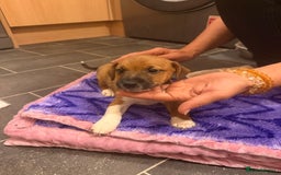 Jack Russell dogs for sale: 3 Jack Russell Puppies Ready to go  - Image 12