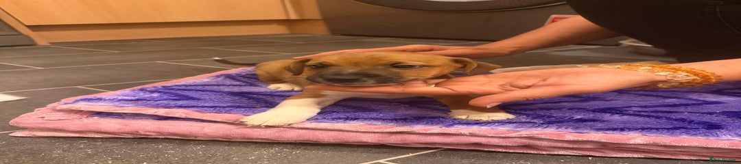 Jack Russell Puppy 4