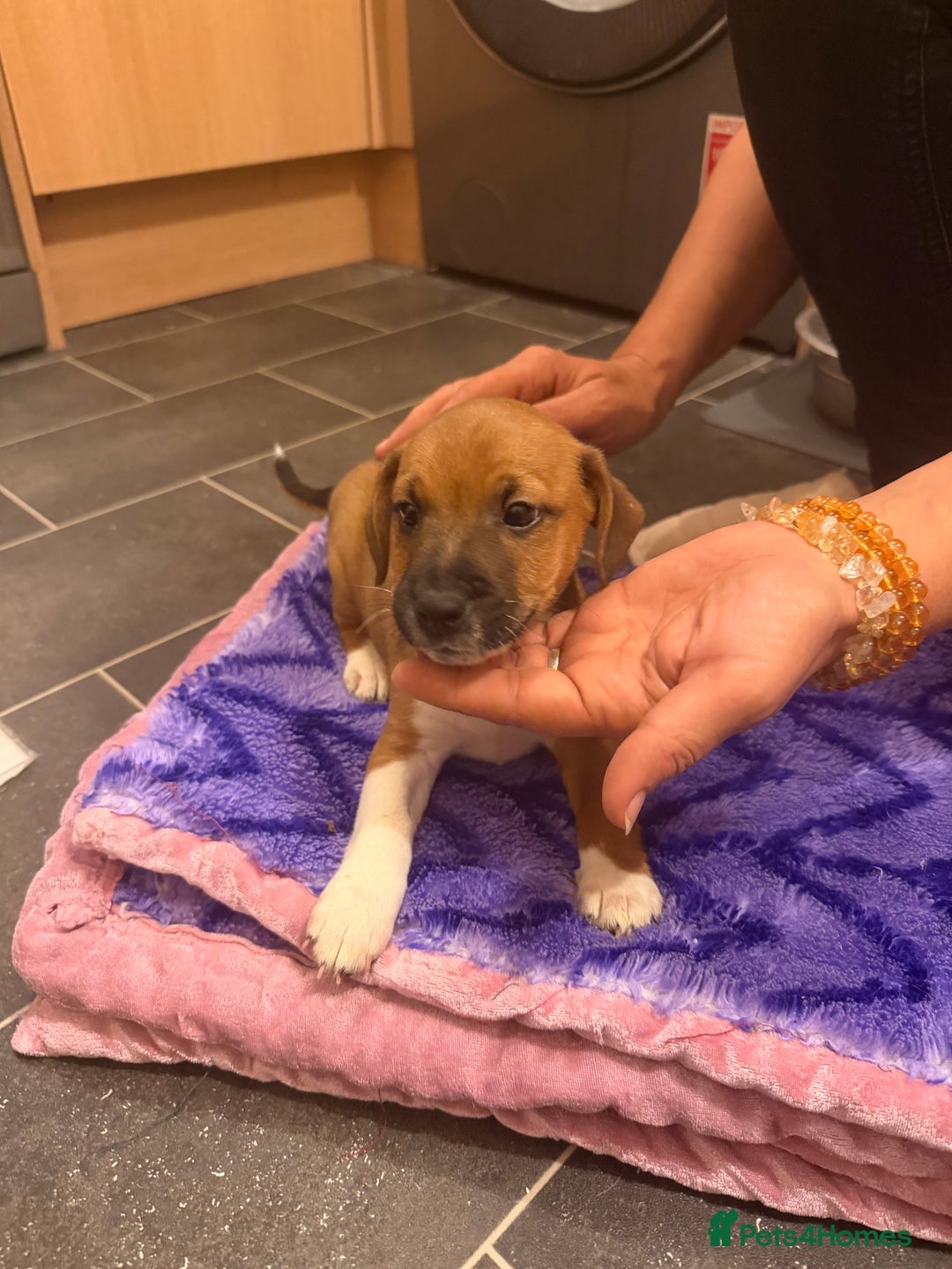 Jack Russell dogs for sale: 3 Jack Russell Puppies Ready to go  - Image 12