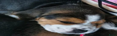 Beagle Puppy 8 - White Collar