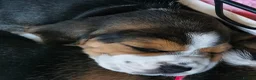 Beagle dogs for sale: Beautiful Beagle Puppies – Ready Now! - Advert 15