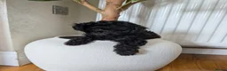 Toy Poodle dogs for sale: Asian toy poodle - Advert 3