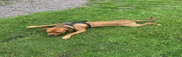 Mixed Breed dogs for sale: Experienced Home Needed❤️ - Advert 4