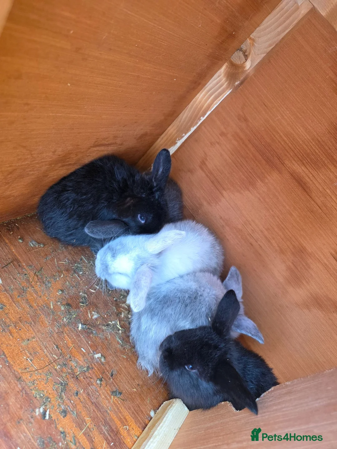 Mini Lop rabbits for sale: Mini loop - Advert 20