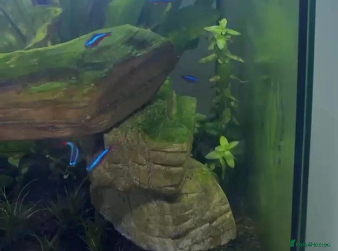 Tetras fish for sale: Cardinal tetra - 8 in Gravesend - Advert 2