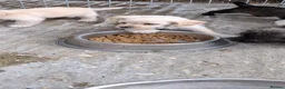 Jackapoo dogs for sale: Jackapoo puppies for sale - Advert 8