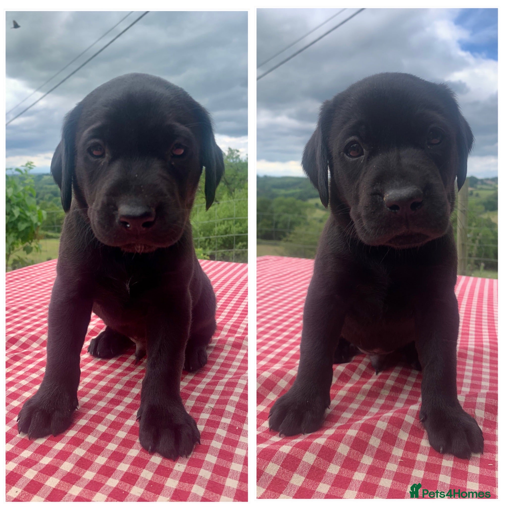Labrador Retriever dogs KC working type Labradors  - Advert 17