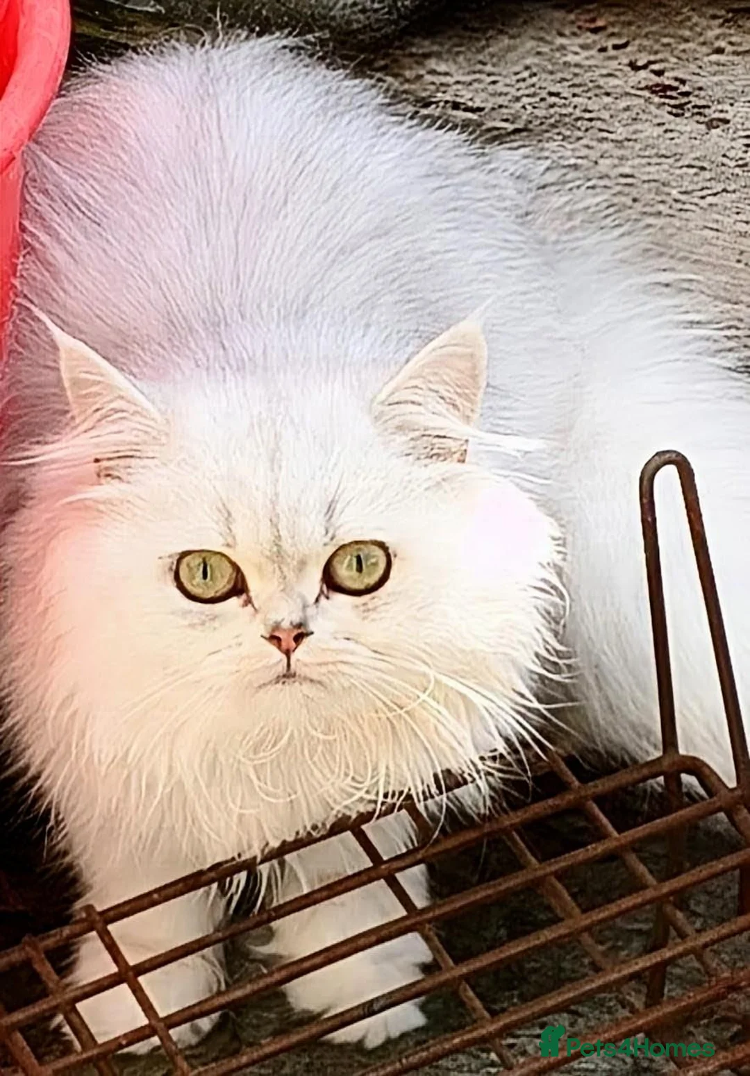 Persian cats for sale:  Persian Silver Shaded/Tipped kittens ready now - Advert 2