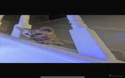 Bengal cats for sale: Pure Bengal snow lynx marble - Advert 7