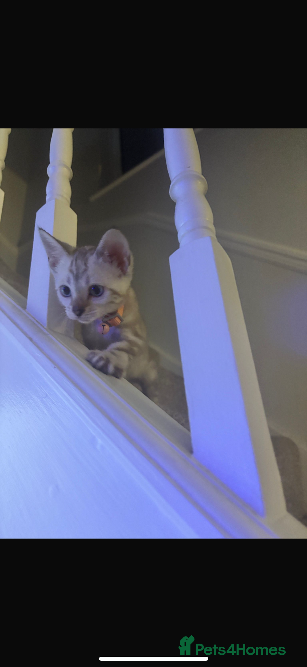 Bengal cats for sale: Pure Bengal snow lynx marble - Advert 7