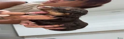 Sproodle dogs for sale: Gorgeous chocolate sproodle f1b puppies in Hull - Advert 3