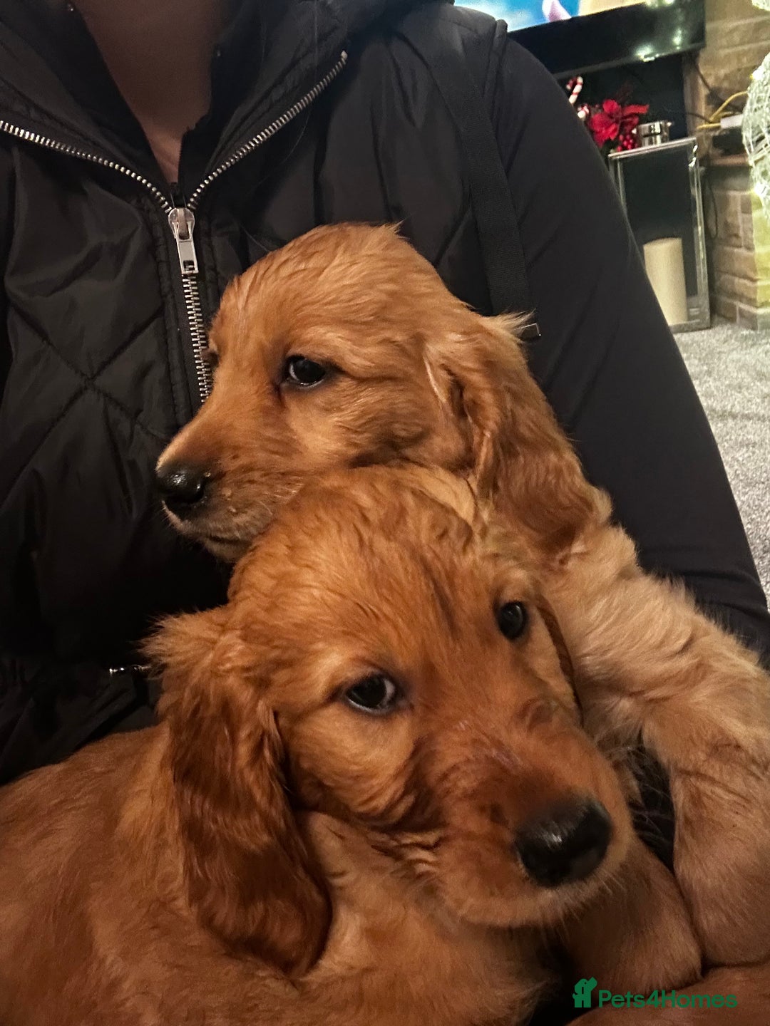 Mixed Breed dogs for sale: Golden retriever x Irish red setter pups 🐶  - Advert 4