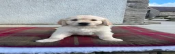 Golden Retriever dogs for sale: Extensively health tested KC reg Holden retrievers - Advert 9