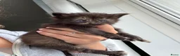 Mixed Breed cats for sale: 3 female kittens in Newmarket - Advert 5
