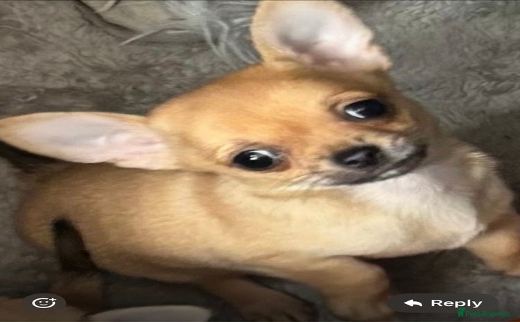 Chihuahua dogs - Advert 1