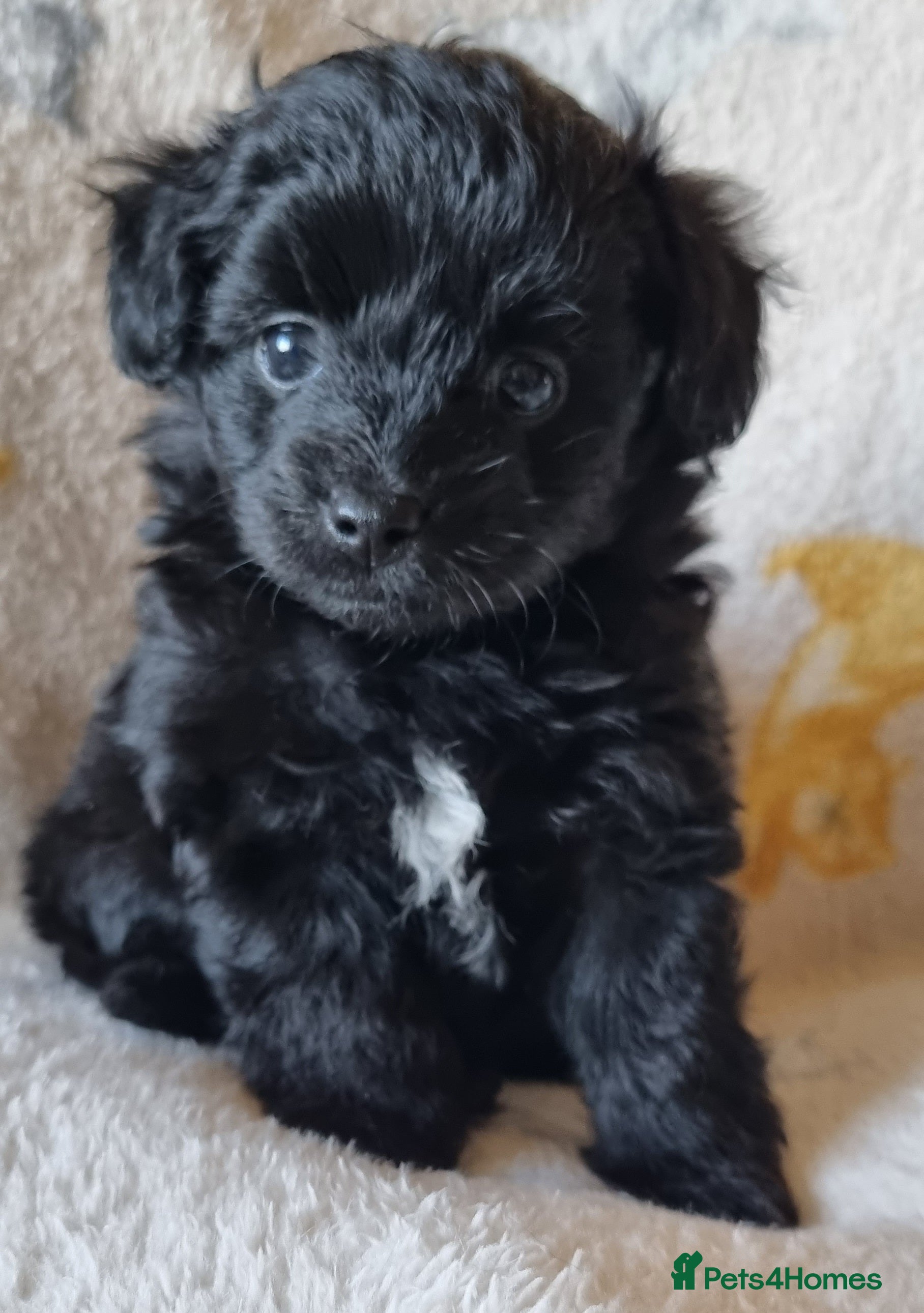 Mixed Breed dogs Pomchipoo girls - Advert 16