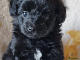 Mixed Breed dogs Pomchipoo girls - Advert 16