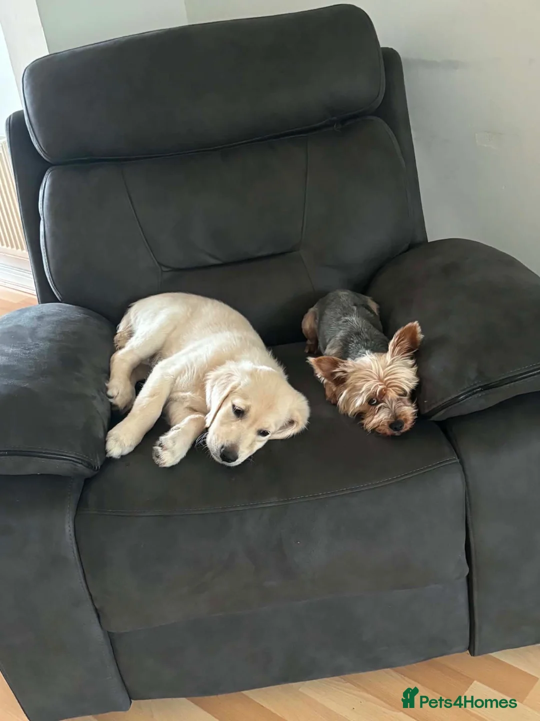 Yorkshire Terrier dogs for stud: Yorkshire terrier for stud - Advert 5