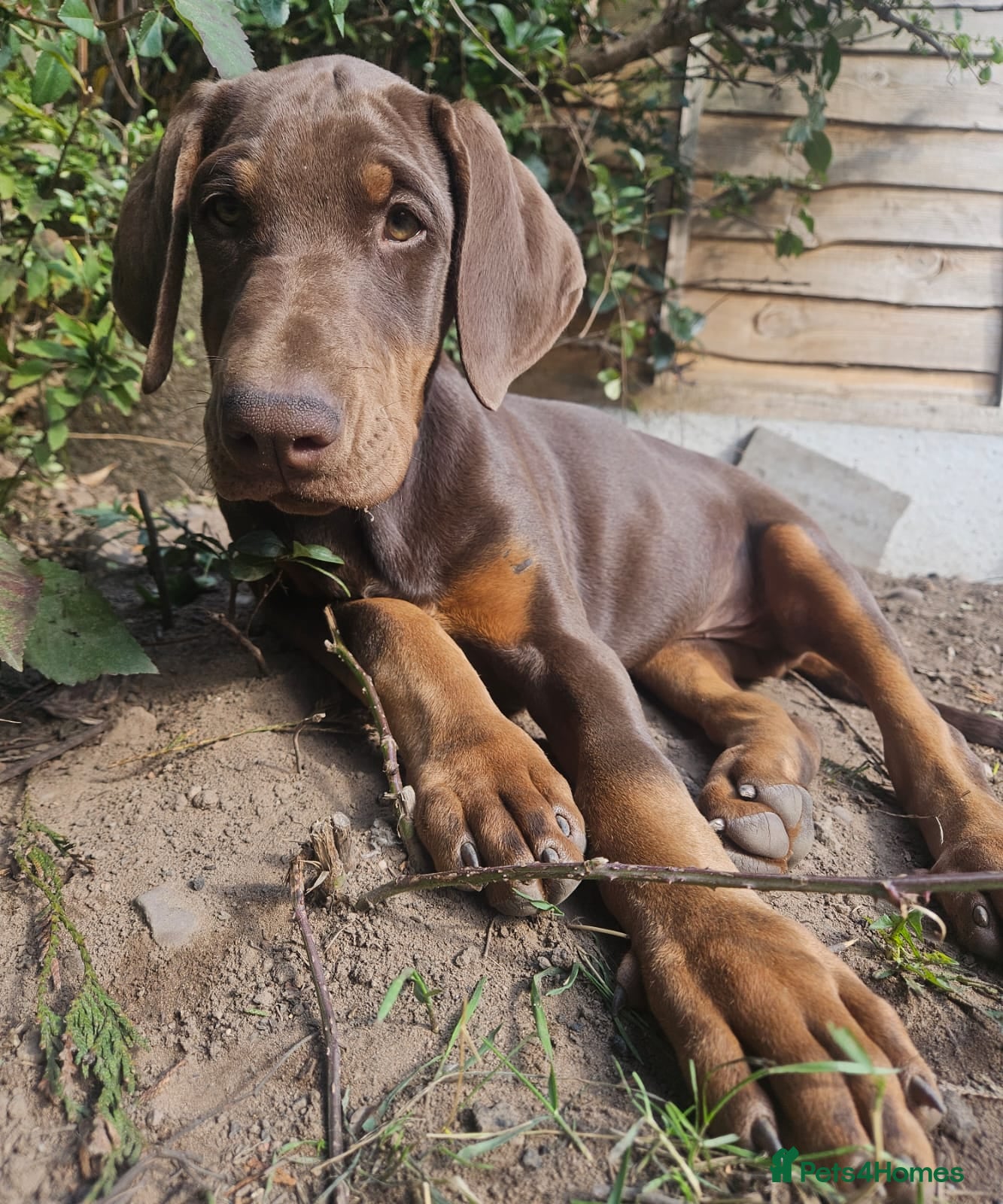 Dobermann dogs 🔥Ready Now ! 🏆 🐾 - Advert 3