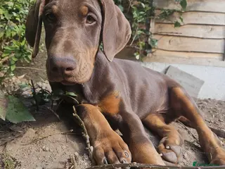 Dobermann dogs 🔥Ready Now ! 🏆 🐾 - Advert 3