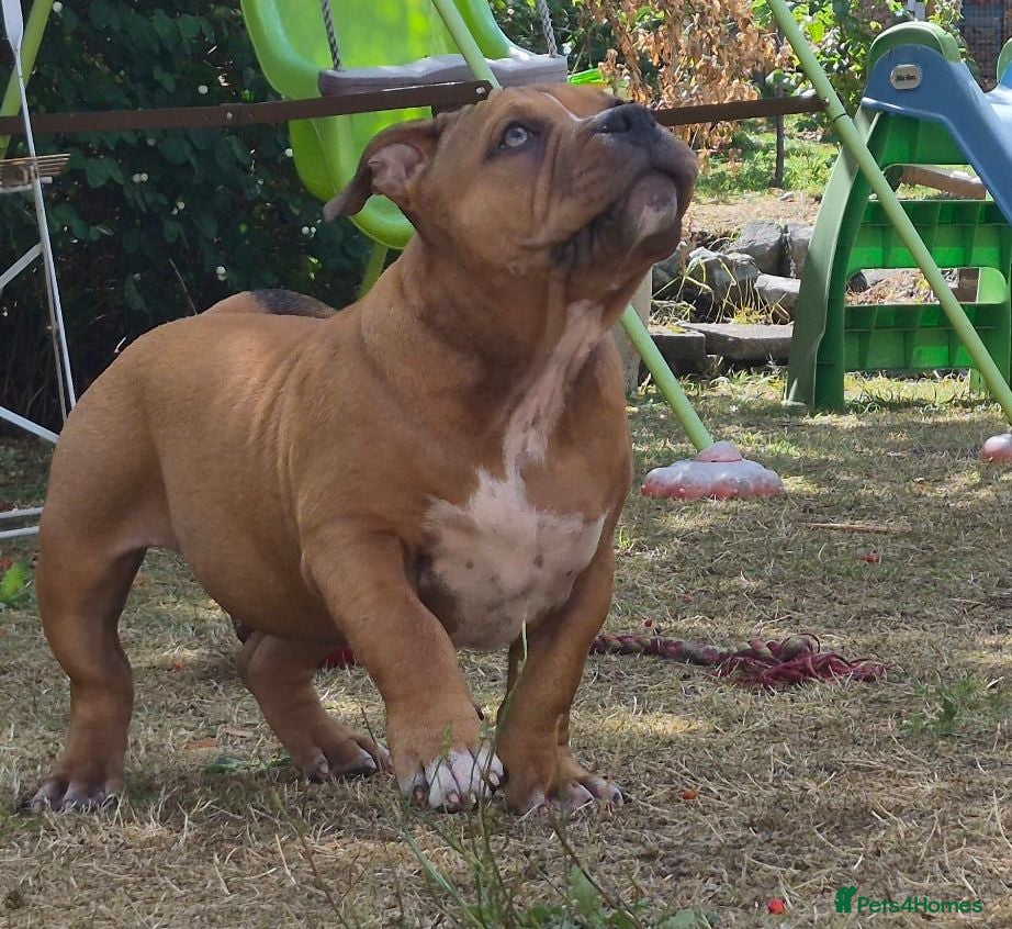 American Bully dogs American Pocket Bully’s  - Advert 15