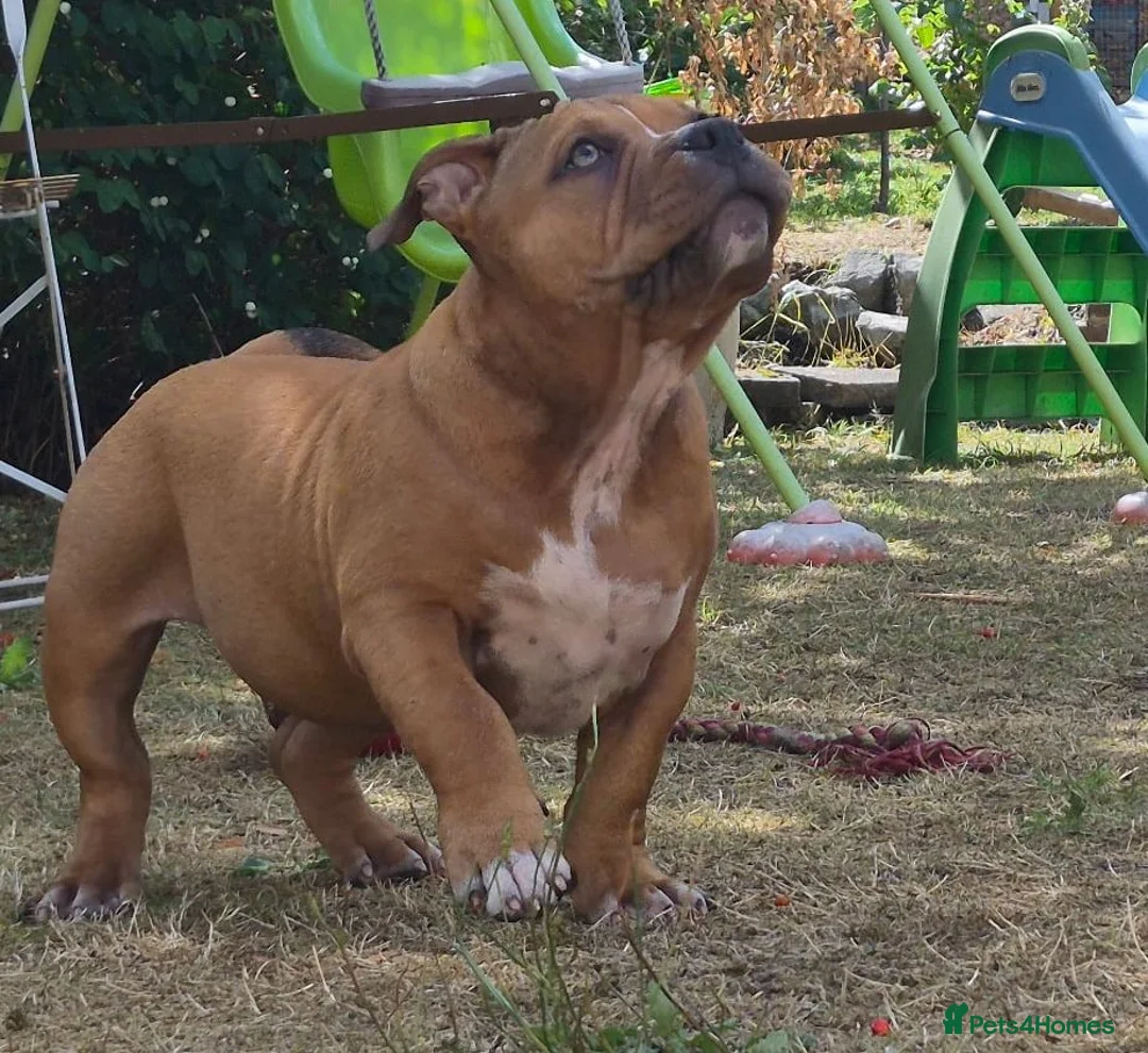 American Bully dogs for sale: American Pocket Bully’s  - Advert 1