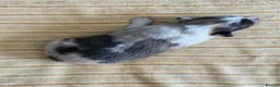 Shetland Sheepdog dogs for sale: Shetland Sheepdog Puppies  in Brough - Advert 23