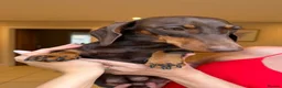 Miniature Dachshund dogs for sale: Miniature Smooth Haired Dachshund Black and Tan in Wrexham - Advert 2