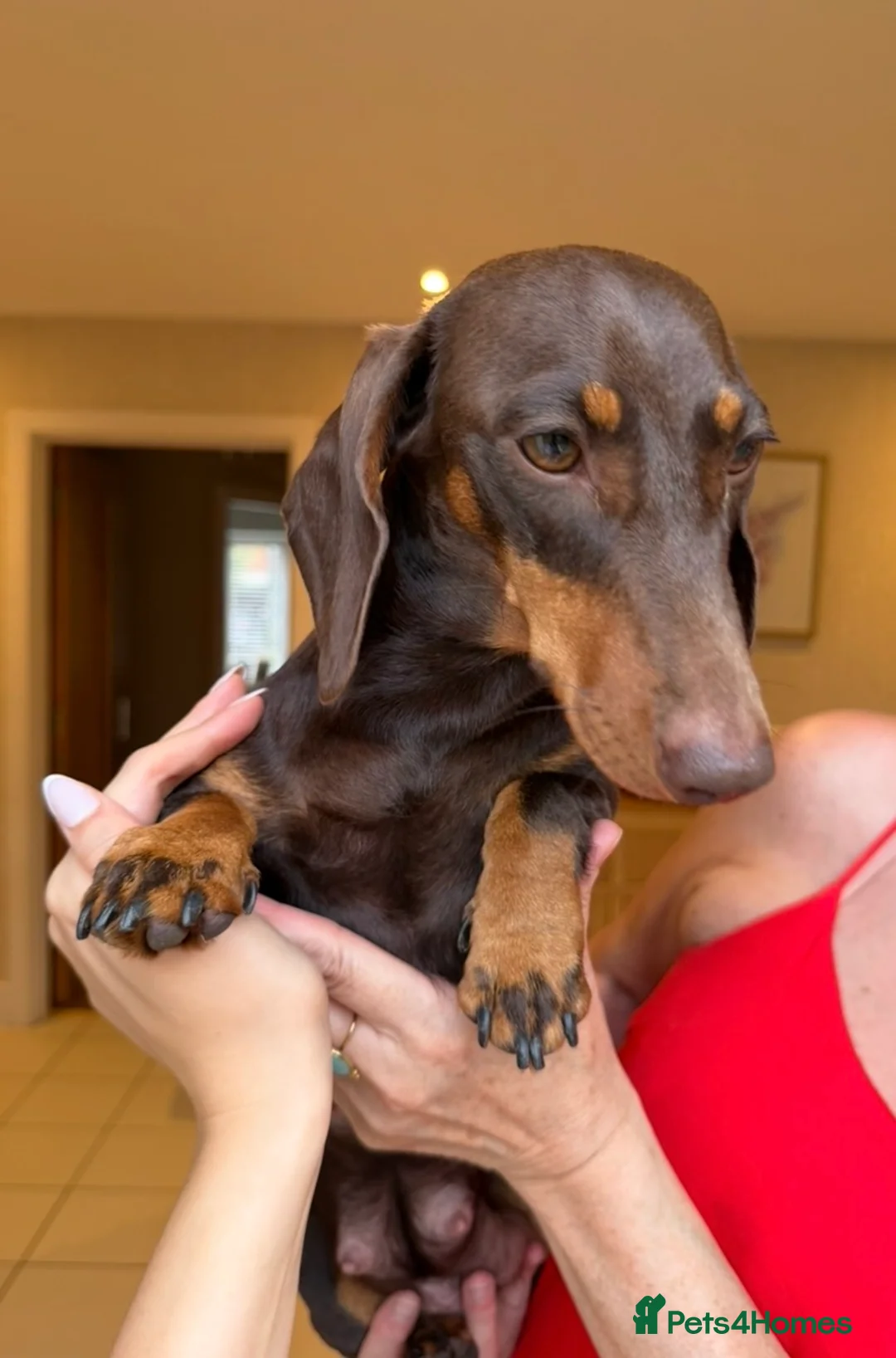 Miniature Dachshund dogs for sale: Miniature Smooth Haired Dachshund Black and Tan in Wrexham - Advert 2