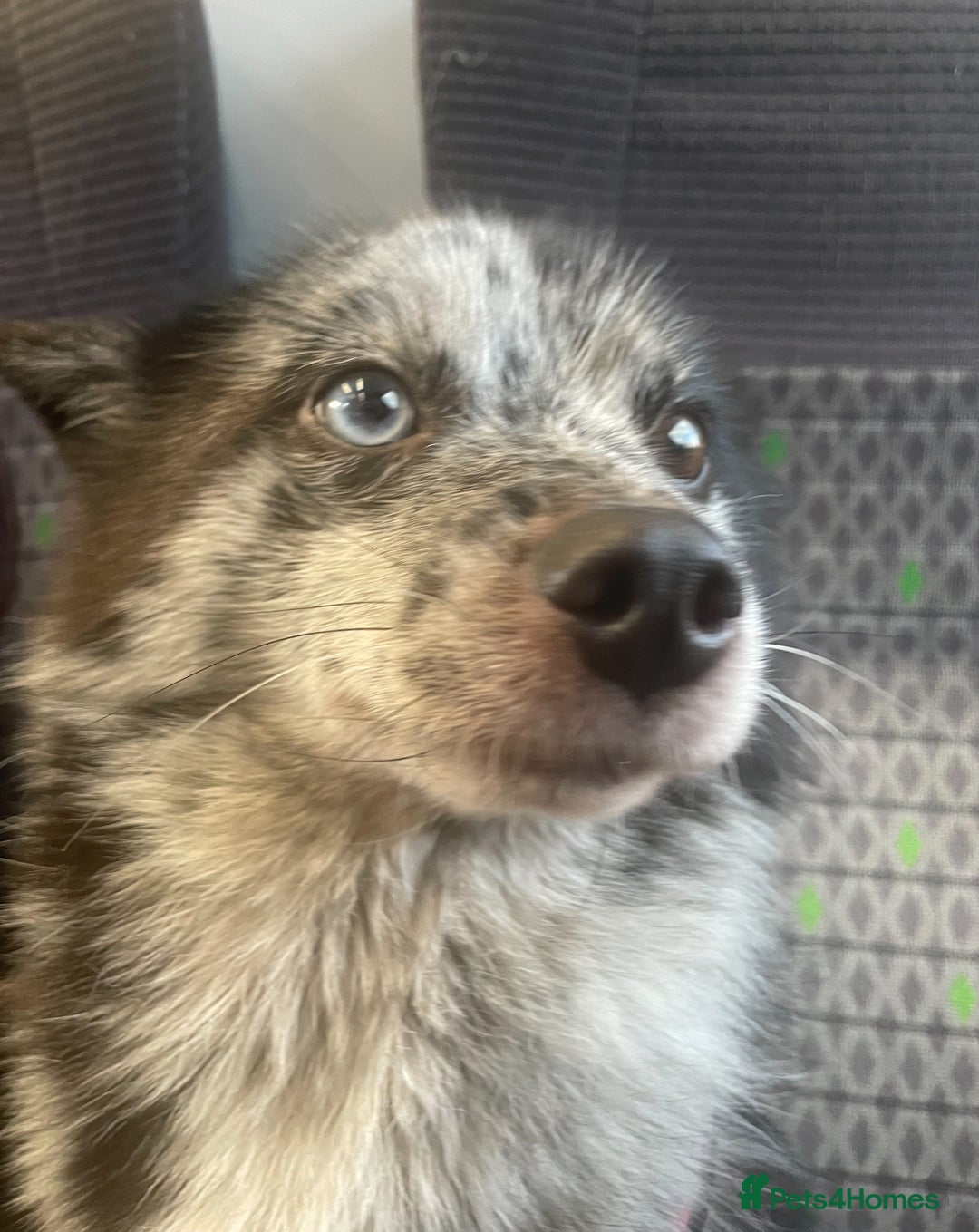 Pomsky dogs for sale: Urgent rehoming needed  - Advert 3