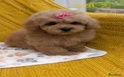Maltipoo dogs for sale: Stunning Maltipoo Puppies  - Image 1