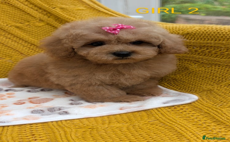 Maltipoo dogs - Advert 1