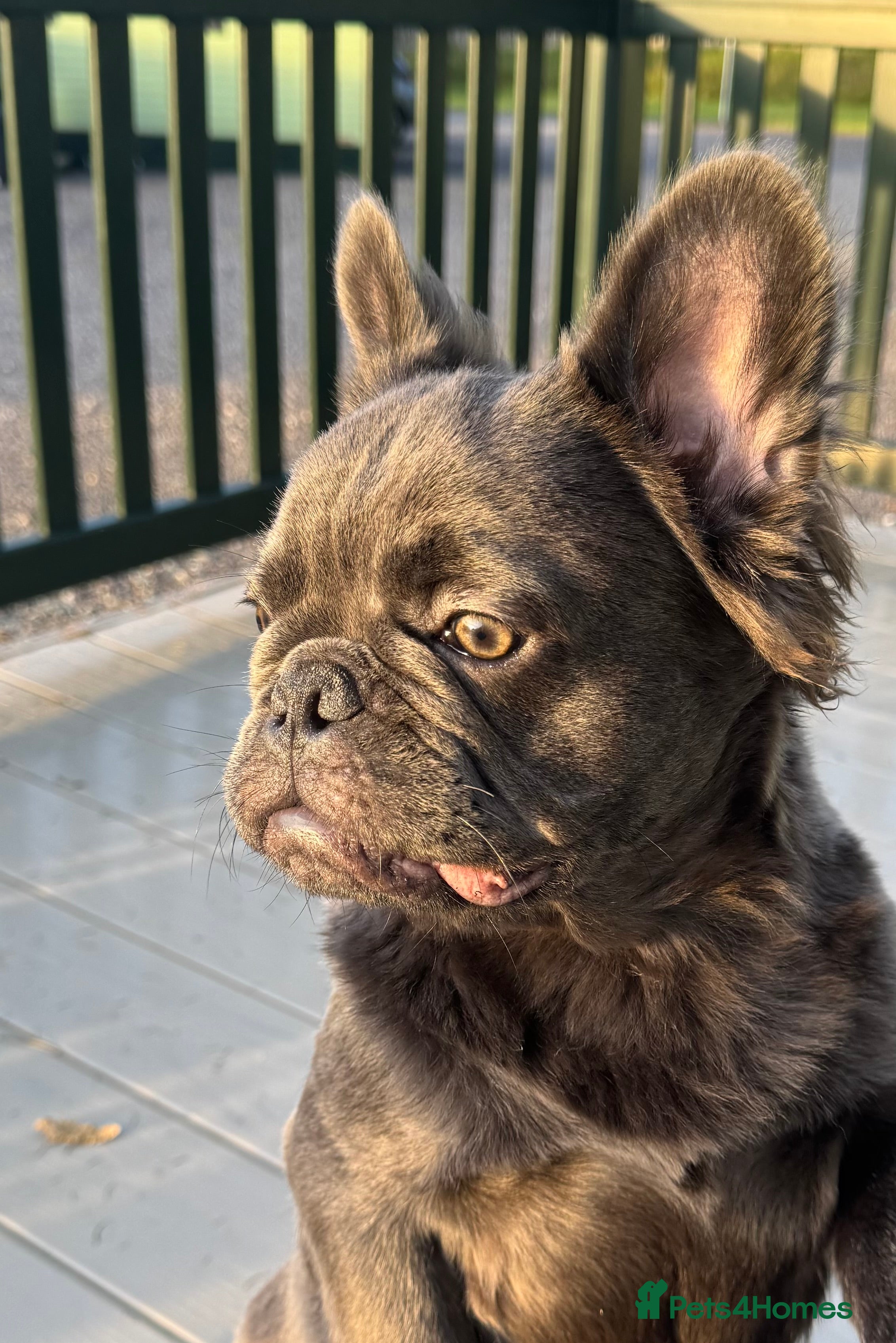 French Bulldog dogs Blue Fluffy Frenchie in Edinburgh - Advert 19