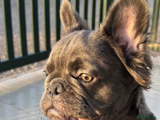 French Bulldog dogs in Edinburgh - Advert 12
