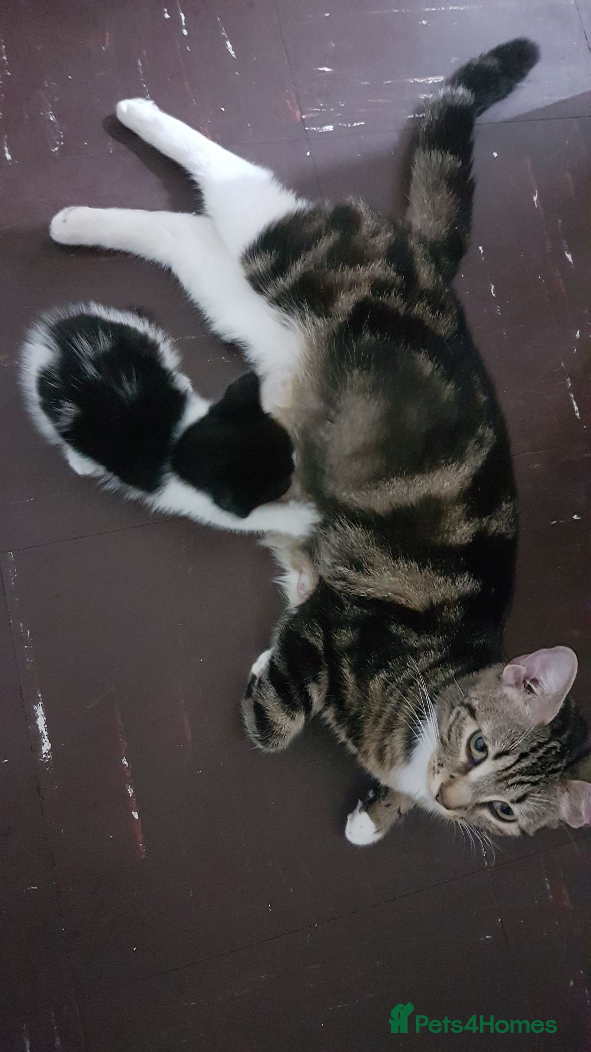 Mixed Breed cats Male kitten 1 month – boy - Advert 1