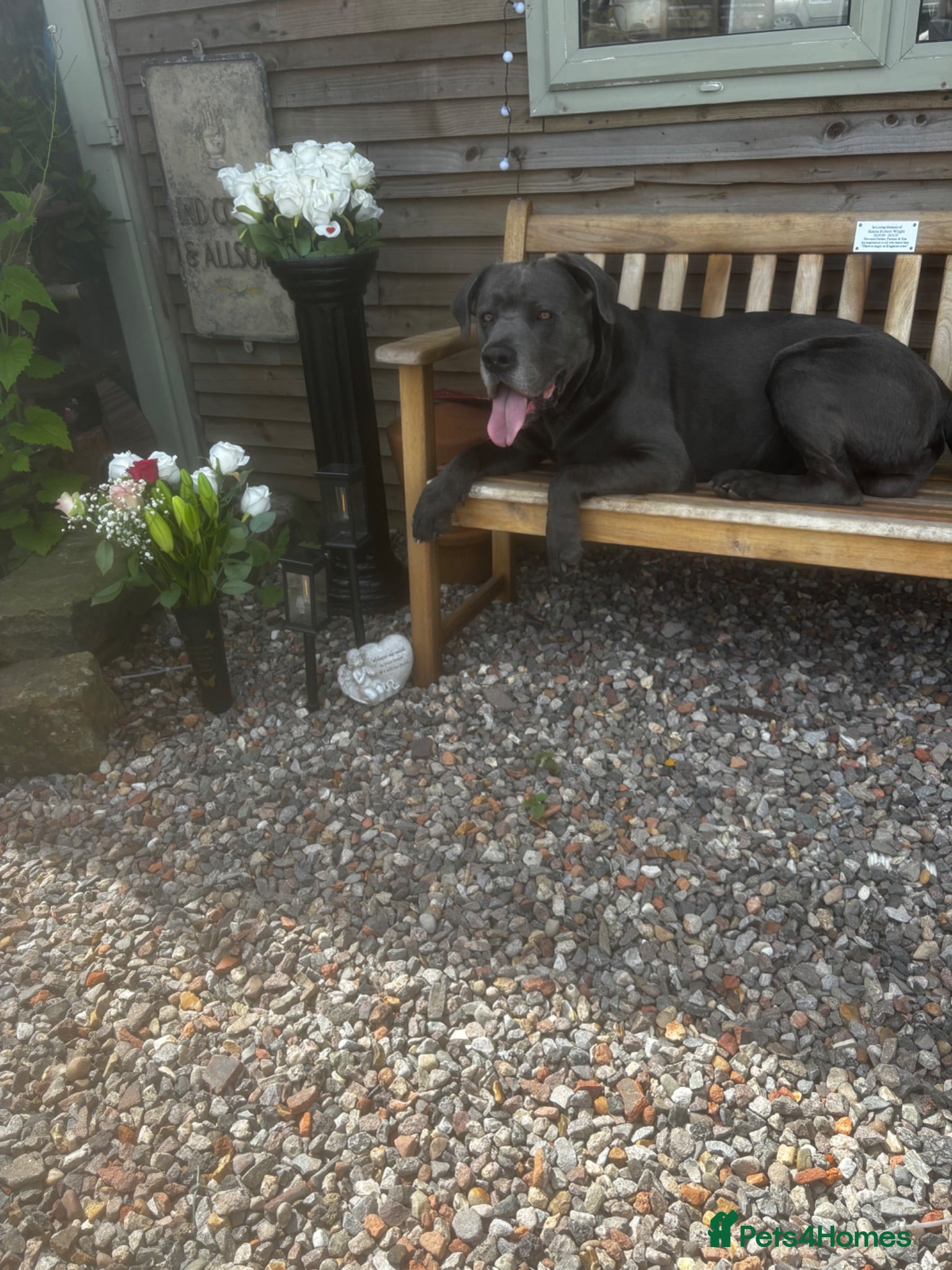 Cane Corso dogs 9 Pure Cane Corso puppies Availabe - Advert 2