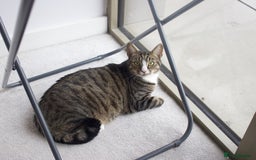 Domestic Shorthair cats for sale: Bonded mother-son cat pair looking for new home - Image 6