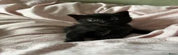 Mixed Breed cats for sale: Beautiful kittens  - Advert 1